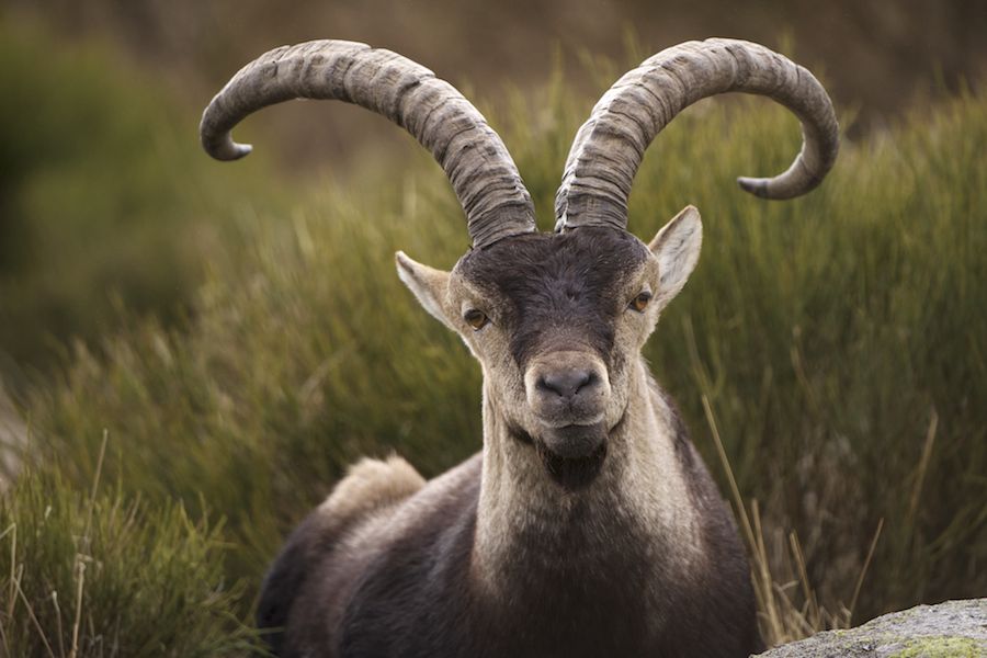 Spanish_Ibex_Portrait.jpg